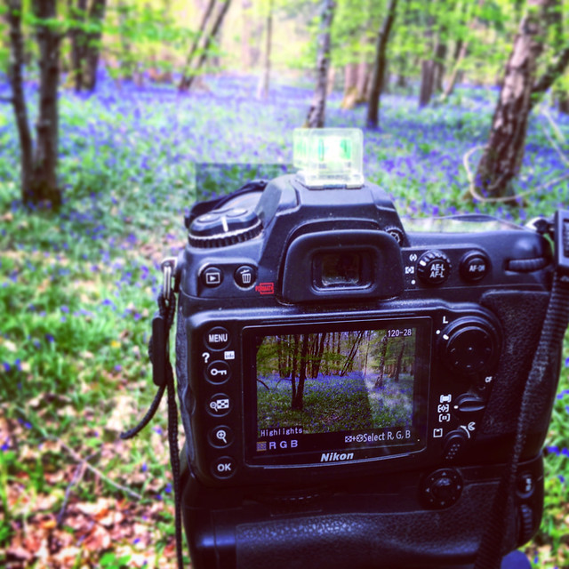 'Insta' preview of my day shooting English Bluebells at Glovers Wood