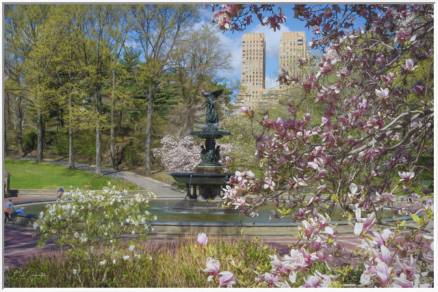 Springtime in Central Park NYC