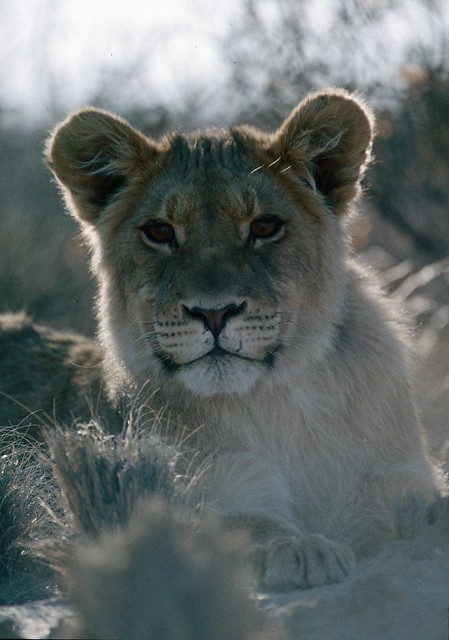 Young lion watching from its resting place in the grass
