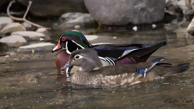 Female and Male Wood Duck