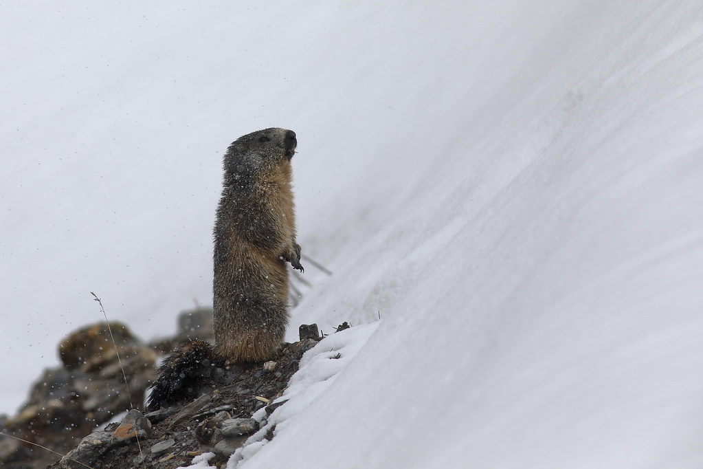 Marmotte Marmota marmota