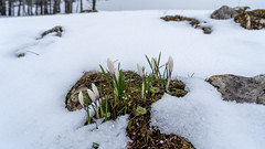 Weissenstein: white crocus in snow (1/3)