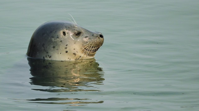 Harbor Seal in the Harbor