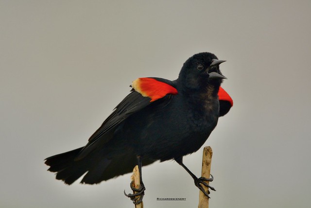 Red-Winged Blackbird singing