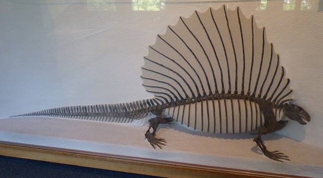 Edaphosaurus boanerges (27-7-19 Harvard MNH)