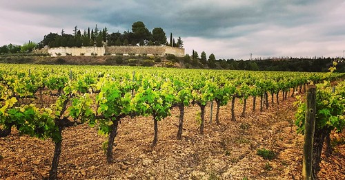 Mar de #vinyes al peu de la #masia #Gelida #Penedès
