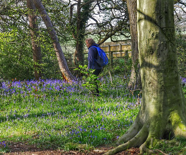 Hiking Through The Bluebells in Howell Wood