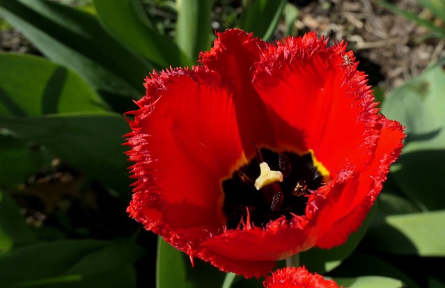 Bright Fringed Tulip