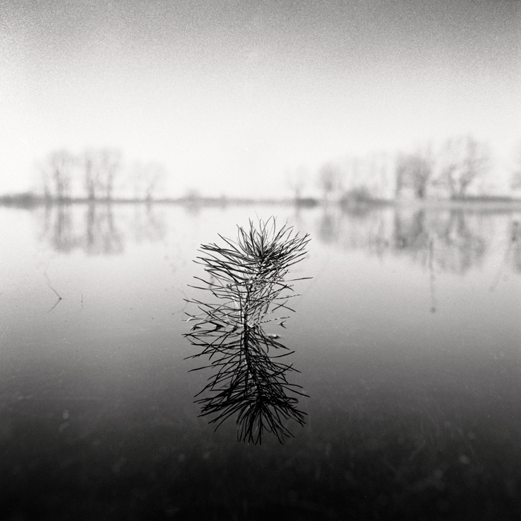 Young pine and flood, Homeĺskae Palesse, Belarus, spring. 2021 Fomapan 100