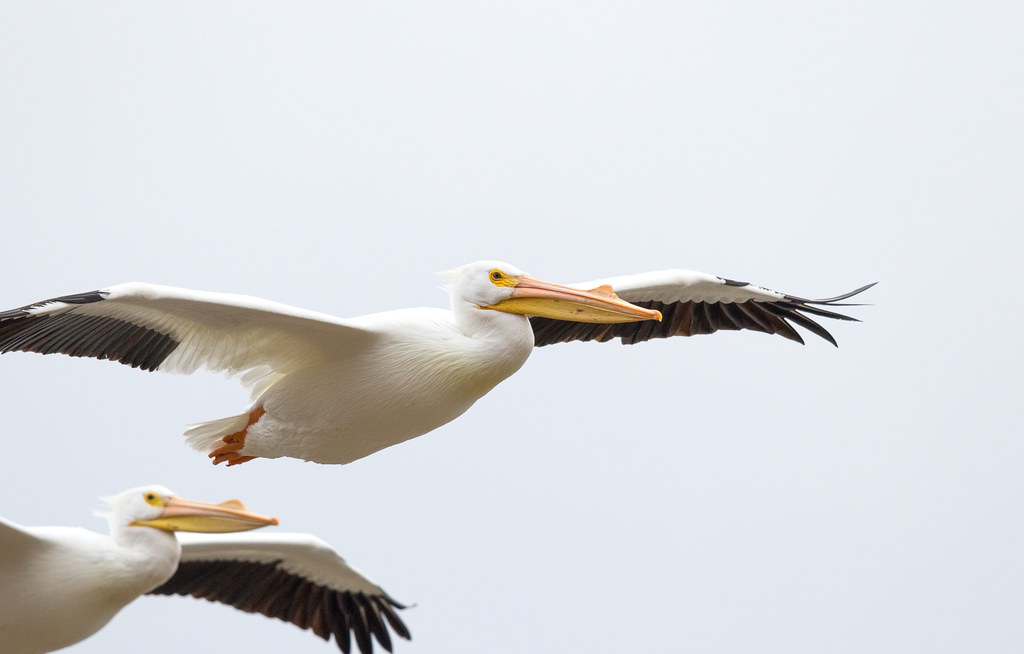 American white pelicans in flight, Photo by Mike Budd/USFWS…