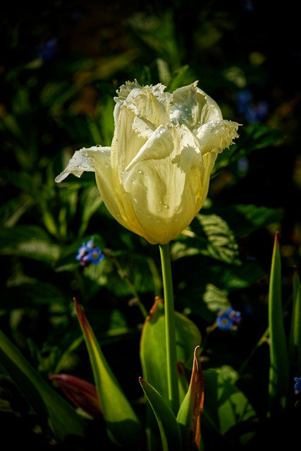 Tulipe après la pluie [Explore]