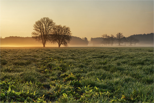 Sunrise and fog by Robby Metz, Sunrise and foggermany bavaria reischenau landscape forest trees grassland sunrise fog