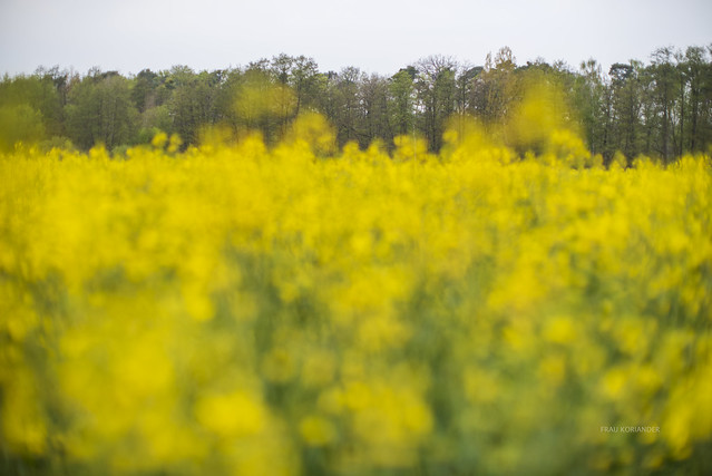 yellow blooming rape field II
