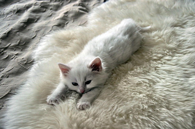Kitten on a rug