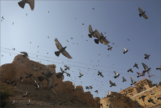 flight of fancy, jaisalmer