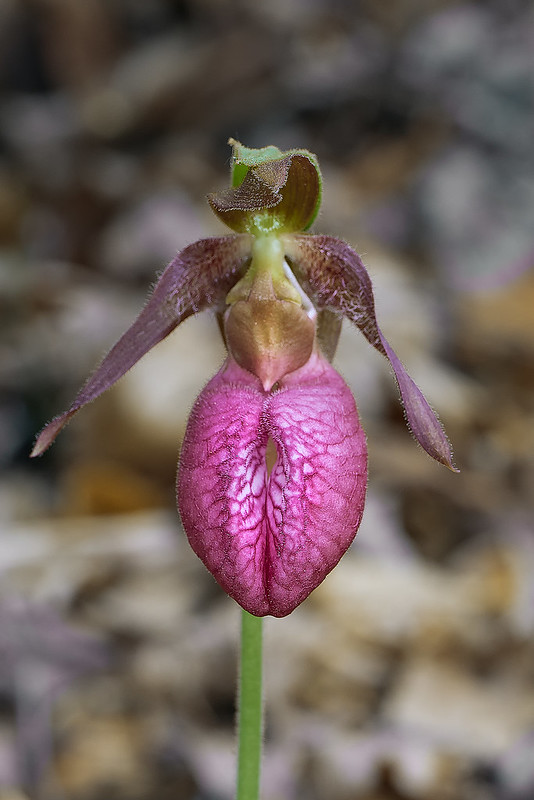 Pink Lady's-slipper orchid