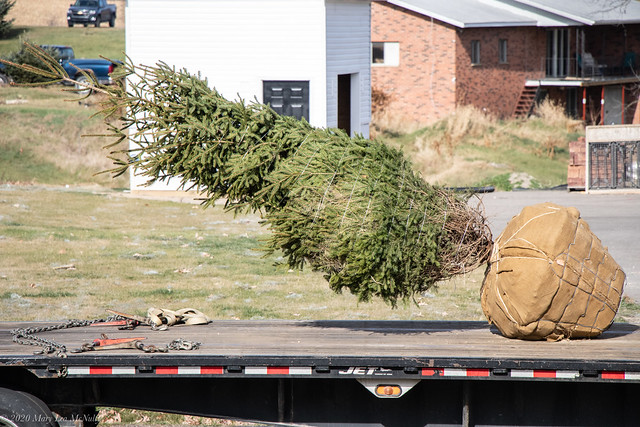 Our new tree on a flatbed truck. Nov 2020.
