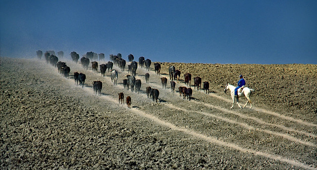 1983 - Un pequeño trabajo para un vaquero andaluz