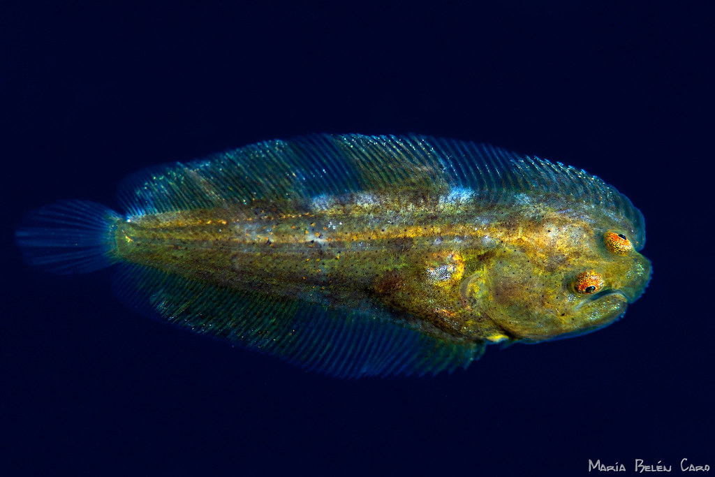 Postlarvae Fish Pleuronectiforme postlarvae | Belén Caro | Flickr