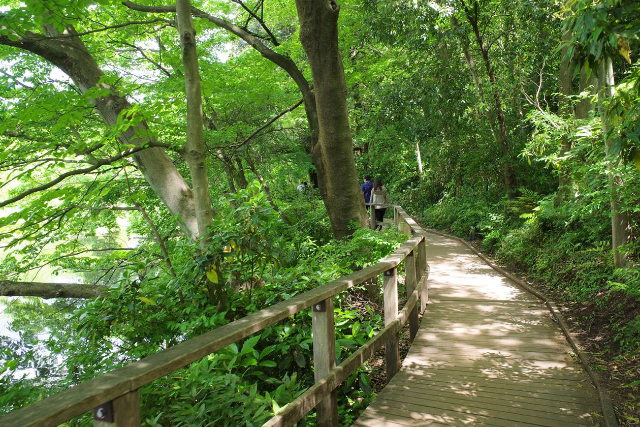 石神井公園