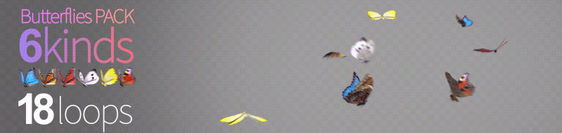 Mariposa Morfo Azul 1 - 2