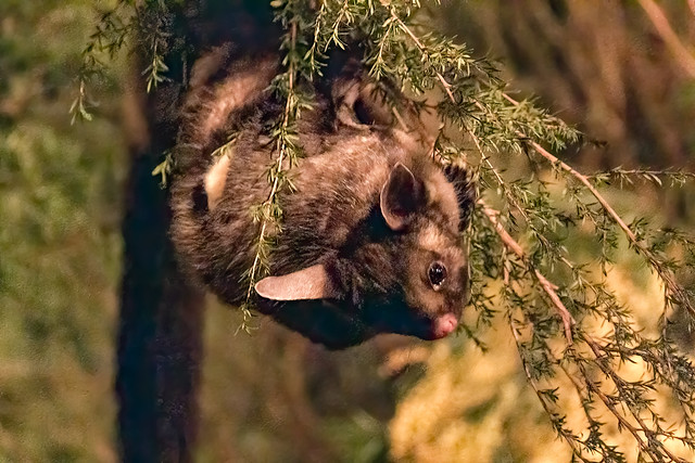 Mountain Pygmy-possum