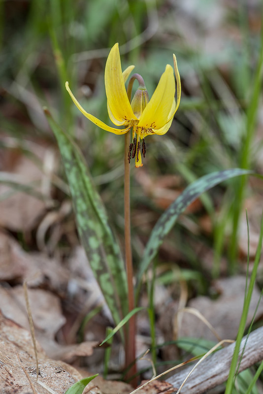 Mountain Dimpled Trout Lily