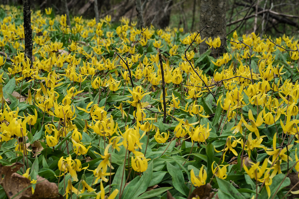 Mountain Dimpled Trout Lily 