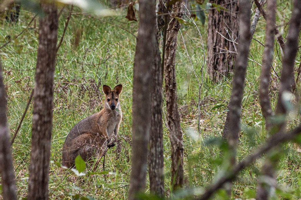 Hungry Wallaby