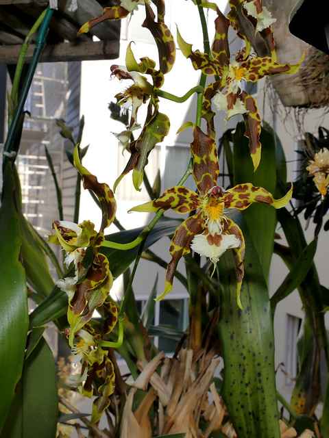 Oncidium (Odontoglossum)  hallii species orchid