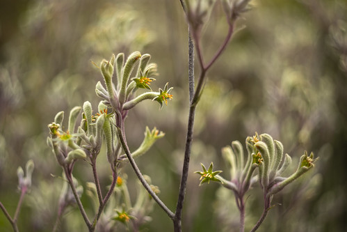 Anigozanthos 'Landscape Violet' by louisa_catlover, cranbourne royalbotanicgardencranbourne australiangarden garden nature outdoor plant australian nati