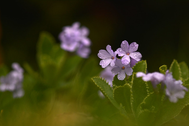 tiny flowers