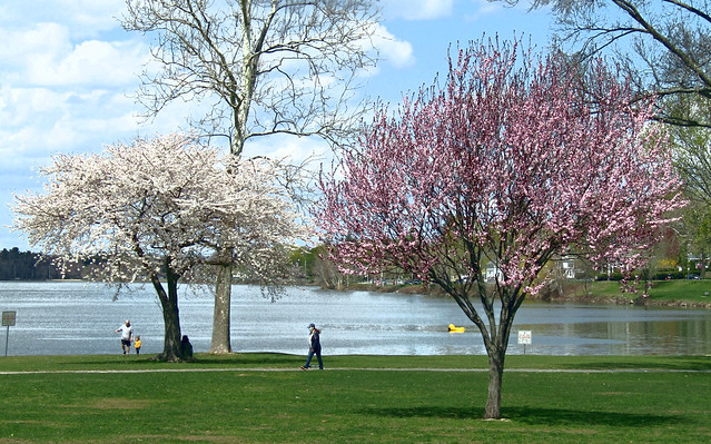 Spring trees on Wakefield Common