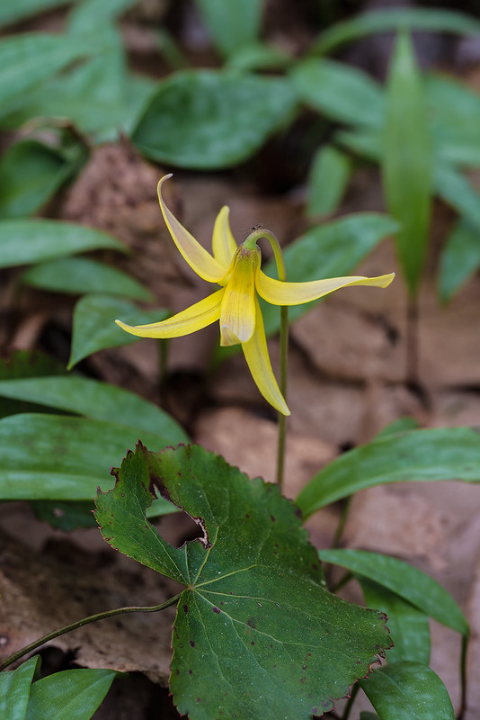 Mountain Dimpled Trout Lily