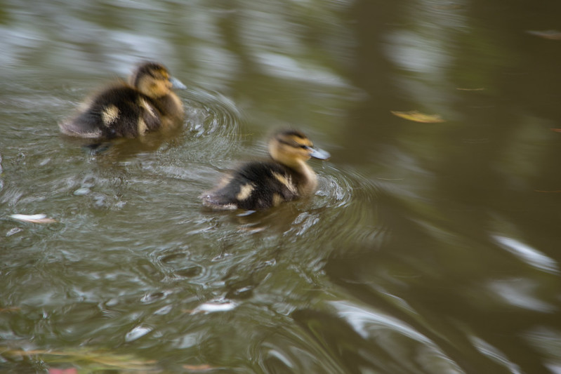 Ducklings: Newbridge, Aldersley