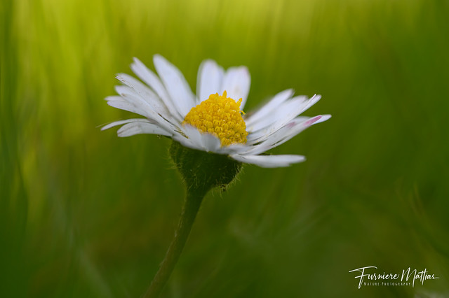 Daisy / Madeliefje