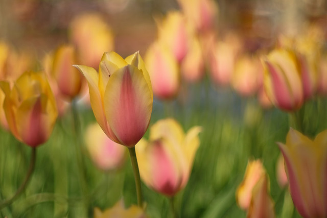 pink and yellow tulips