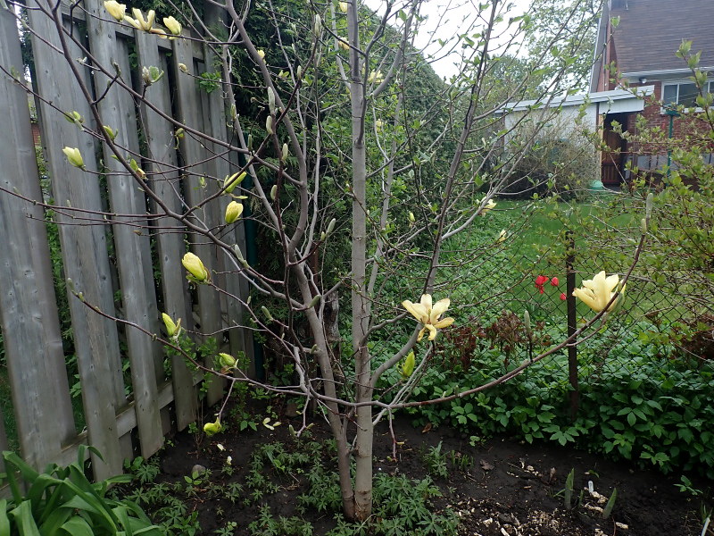 Magnolia qui fleurit d'un seul côté 51159185012_08fd3c25b4_c