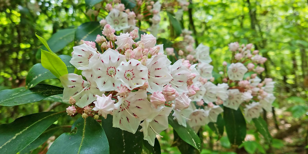 Mountain laurels - are a'bloom in Georgia woods  (Kalmia latifolia)