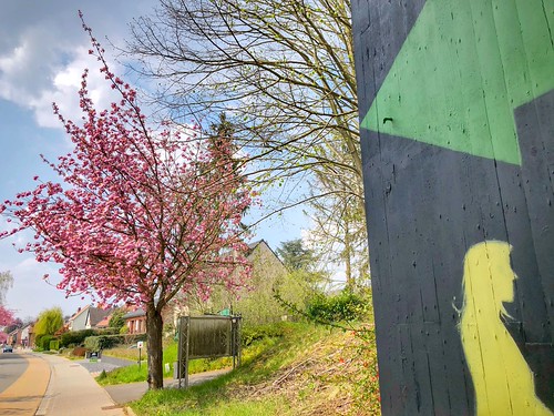 pink cherryblossoms @ Oude Baan in Leuven