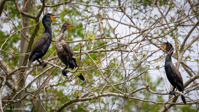 Double-crested Cormorants (Phalacrorax auritis)