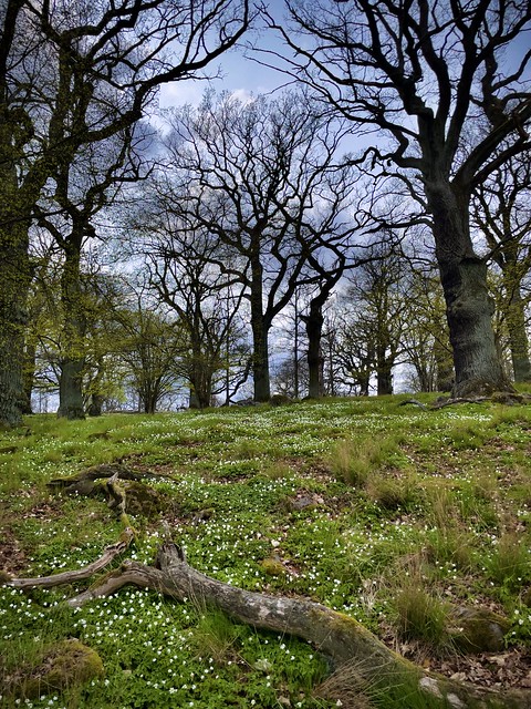 Wood anemones and old oaks