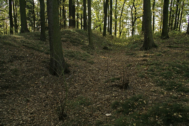 Feste Burgholz in Dřenice