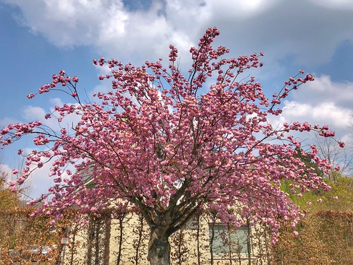pink cherryblossoms @ Oude Baan in Leuven