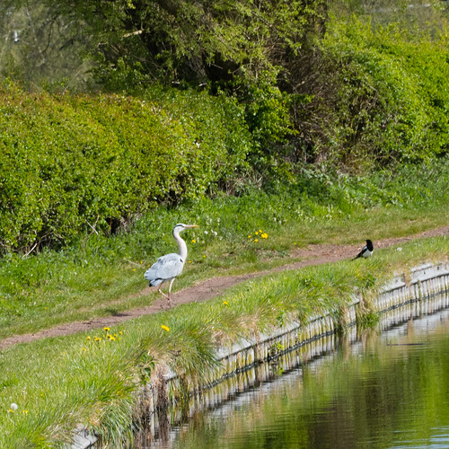Heron and magpie