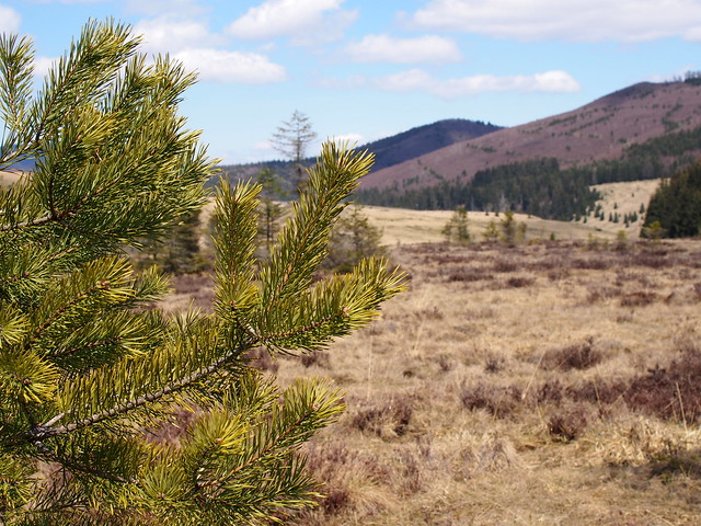 erdeifenyő / European red pine