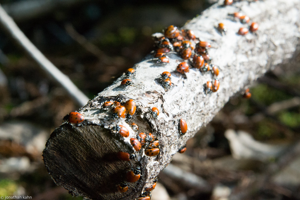 Ladybugs of Big Basin State Park-7