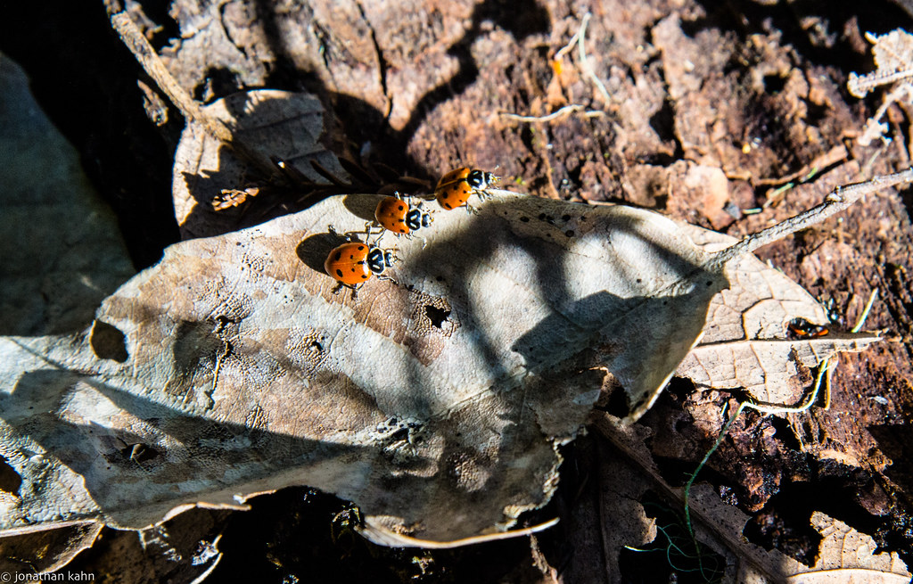 Ladybugs of Big Basin State Park-12