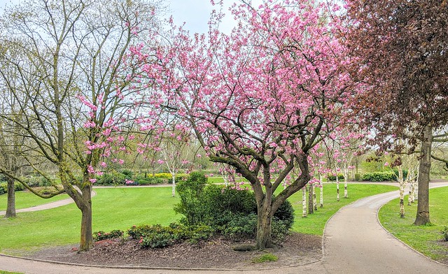 Pink Spring blossom in Preston