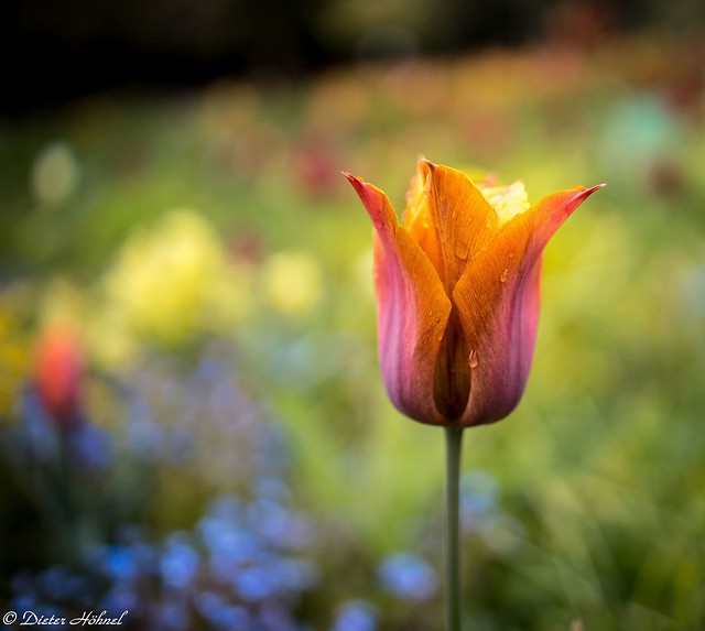 Tulpe im Park